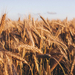 conjoncture prix blé 2022